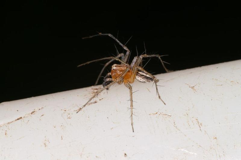 Oxyopes_ZZ606_D7734_Z_88_North Stradbroke island_Australie.jpg